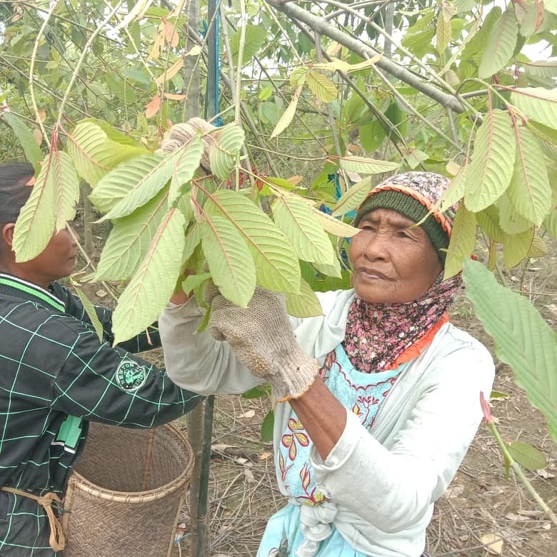 Hand Picked Harvest